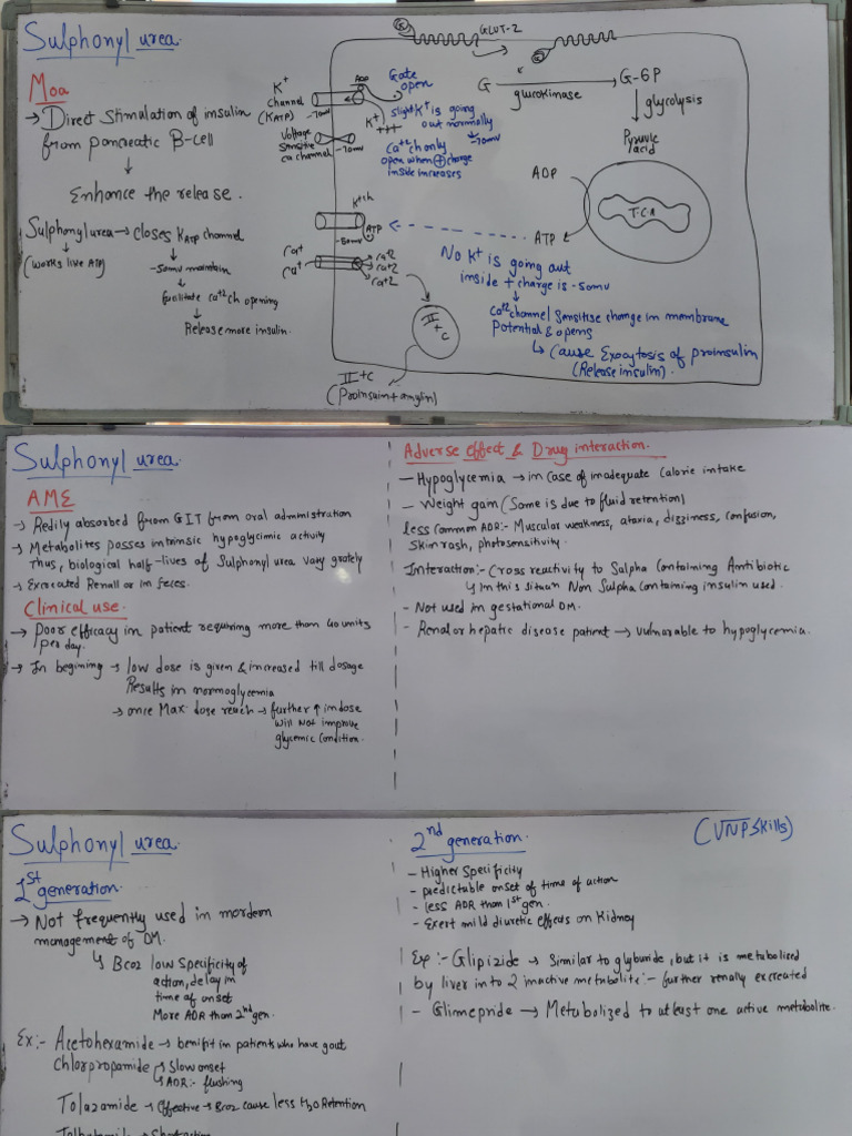 Curated visual reference: Visual Reference: Sulphonyl Urea And Insulin Release