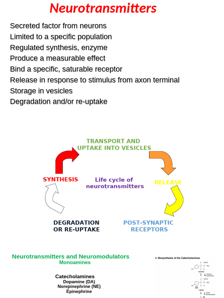 Neurotransmitter Synthesis and Regulation | PDF | Neurotransmitter ...