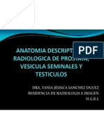 Anatomia Descriptiva y Radio Logic A de Prostata, Vesicula