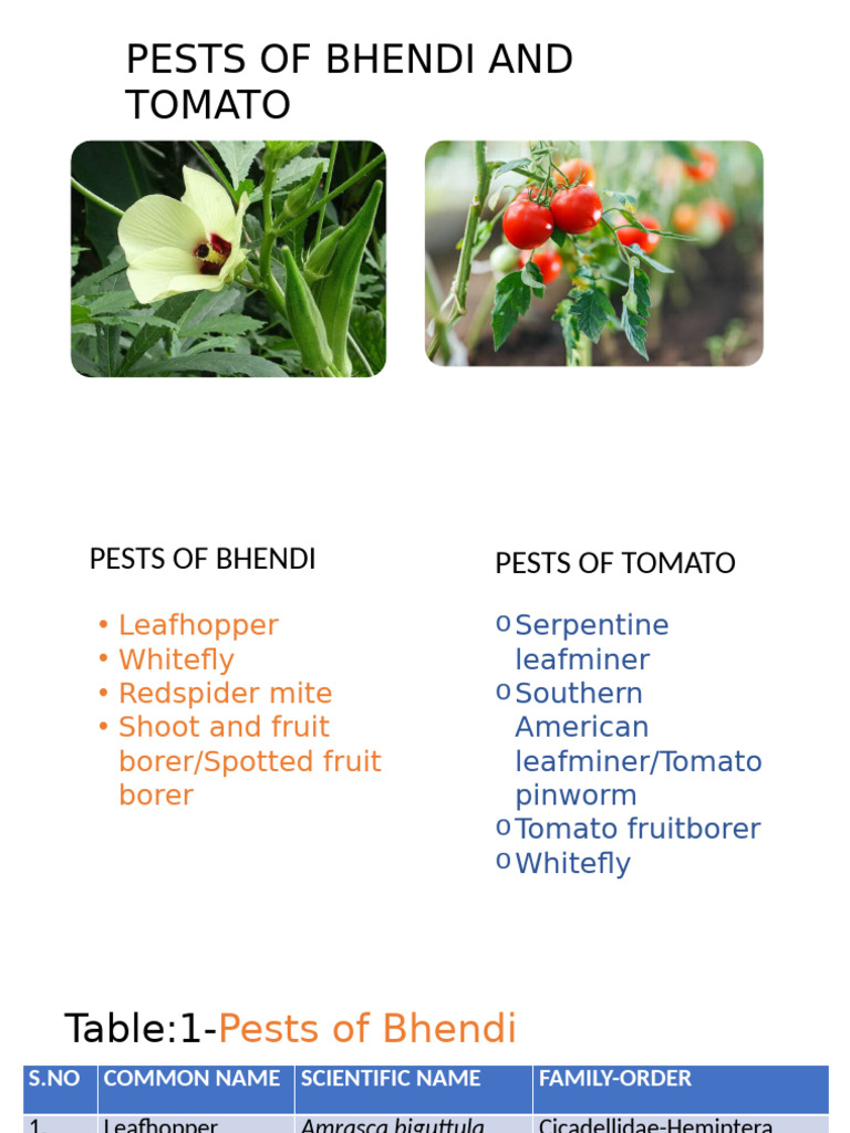 Pests of Bhendi and Tomato Overview | PDF | Pest (Organism) | Insects ...