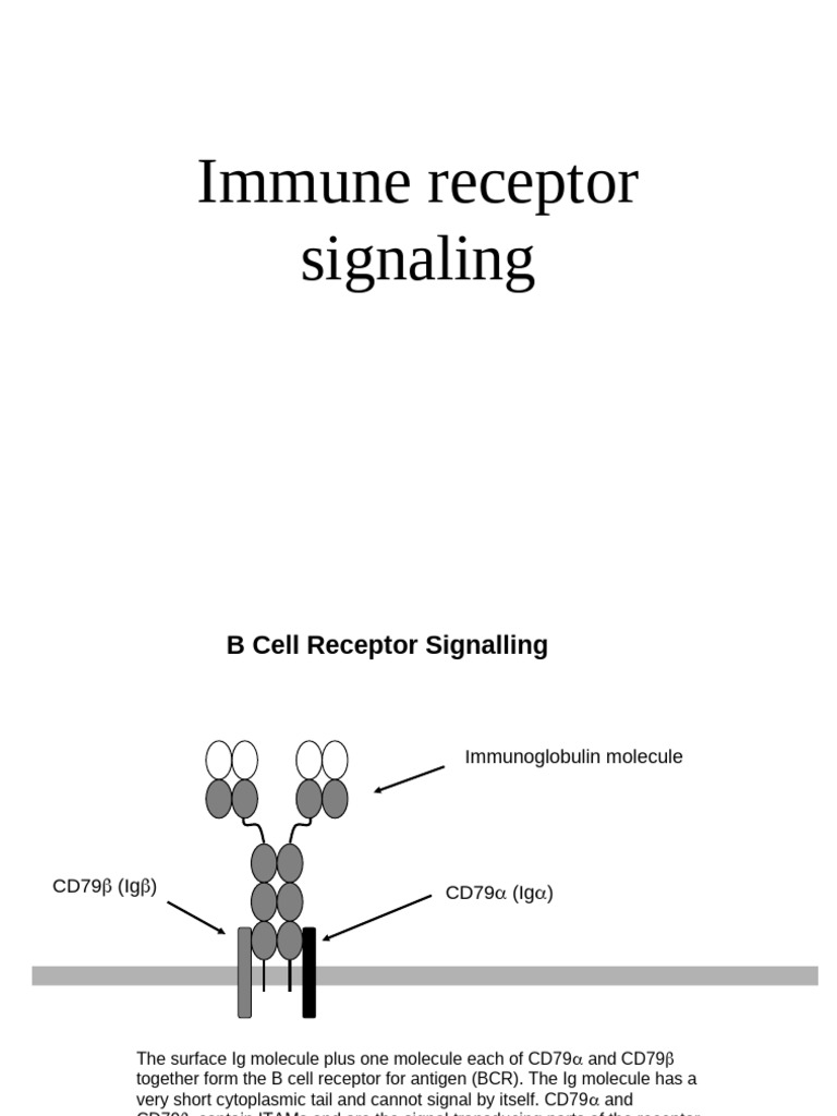 B Cell Receptor Signaling Mechanisms | PDF | B Cell | Cell Signaling