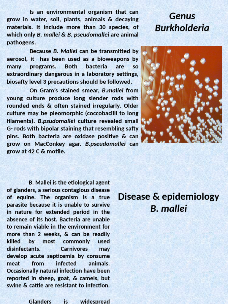Burkholderia: Glanders and Melioidosis Overview | PDF | Microbiology ...