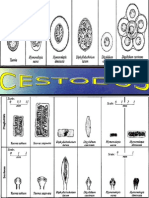 Atlas de Parasitologia-Cestodos