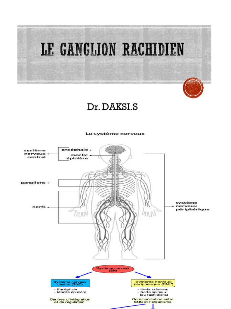 Anatomie et pathologies des ganglions rachidiens | PDF | Nerf ...