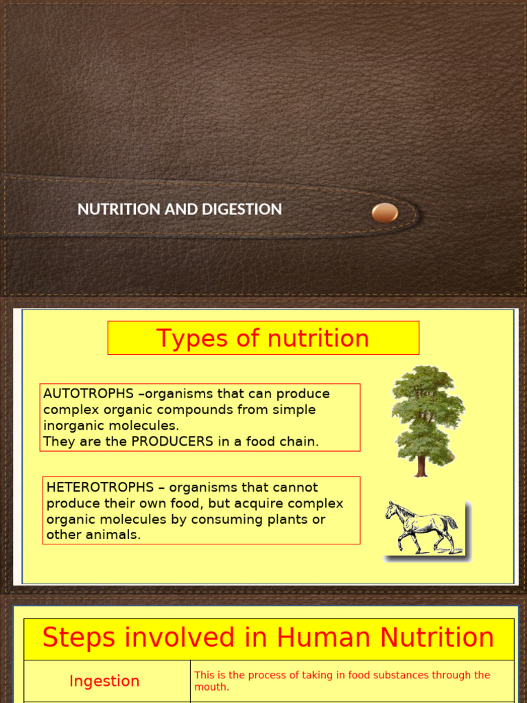 Undigested Fiber in Human Digestion | PDF | Digestion | Small Intestine