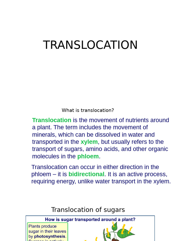 Understanding Plant Translocation Processes | PDF | Leaf | Plants