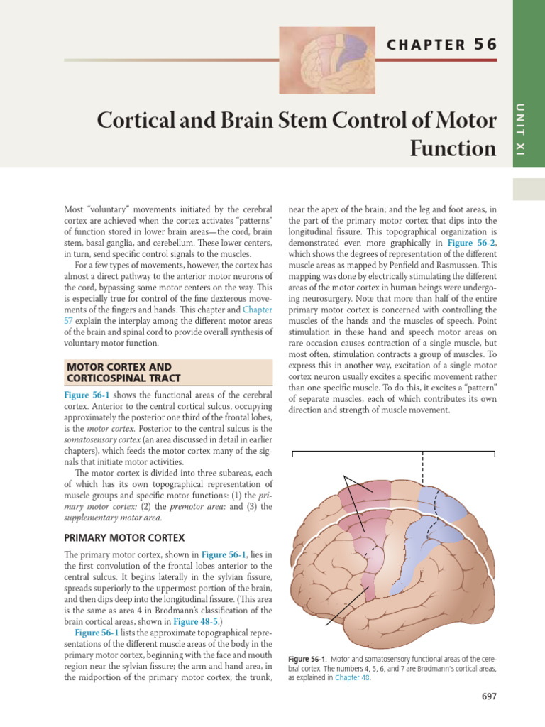 Motor Cortex and Movement Control | PDF | Cerebellum | Brainstem