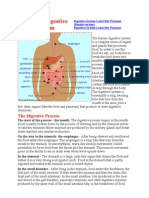 Human Digestive System