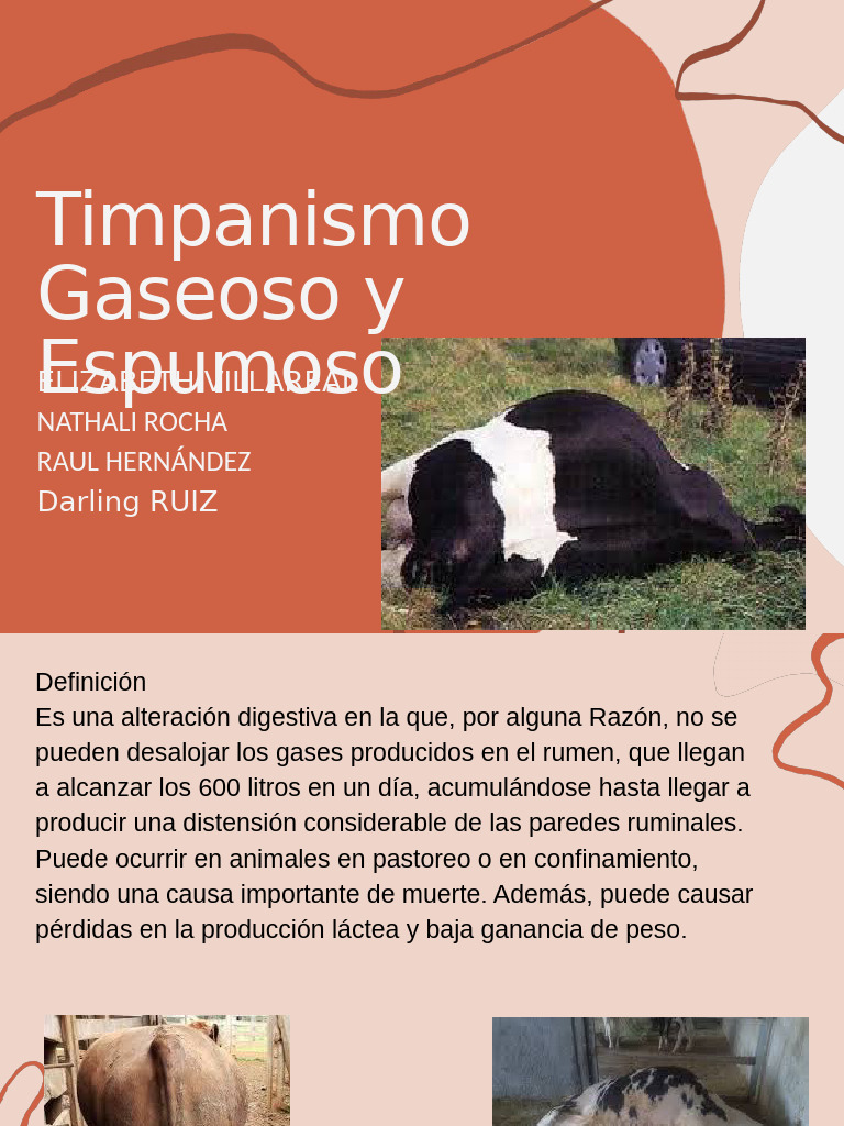 Timpanismo en Rumiantes: Causas y Tratamiento | PDF | Gases