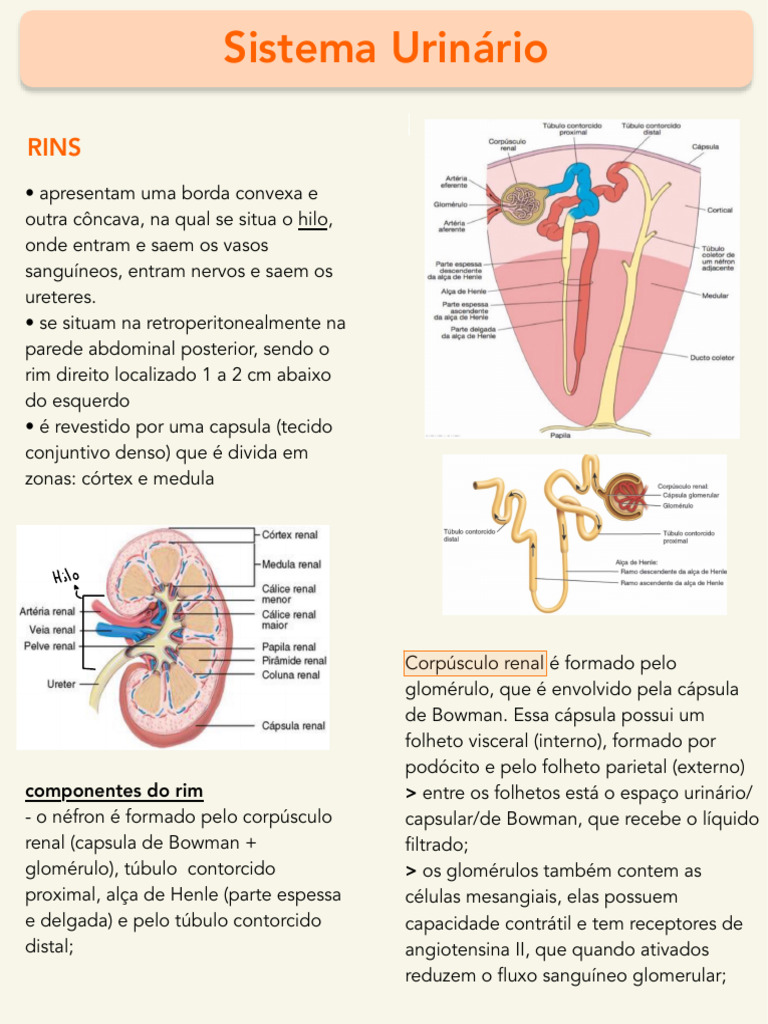 Estrutura e Função do Sistema Urinário | PDF | Rim | Sistema urinário