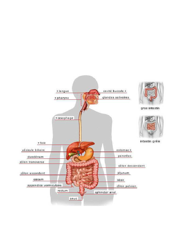 Anatomie et physiologie de l'appareil digestif | PDF | Estomac | Langue