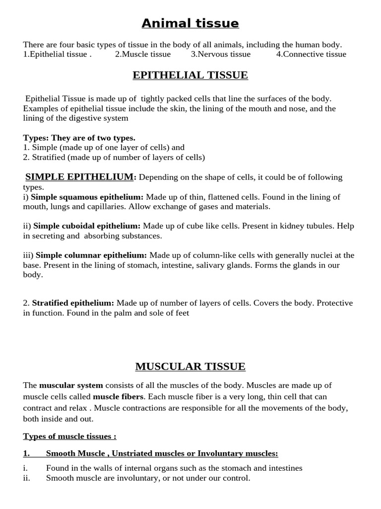 Types of Animal Tissue Explained | PDF | Epithelium | Tissue (Biology)