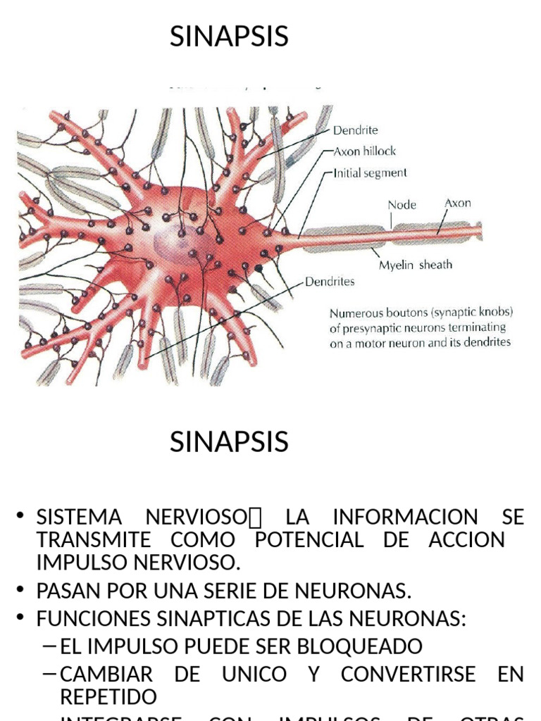Sinapsis | PDF | Sinapsis | Neurona