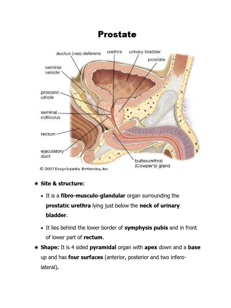 Prostate Anatomy and Clinical Insights | PDF | Prostate | Vein