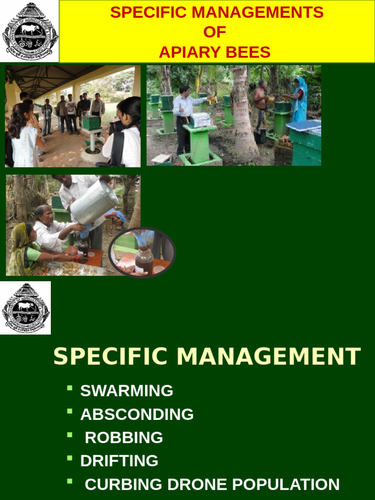 Apiary Management Strategies | PDF | Bees | Honey Bee