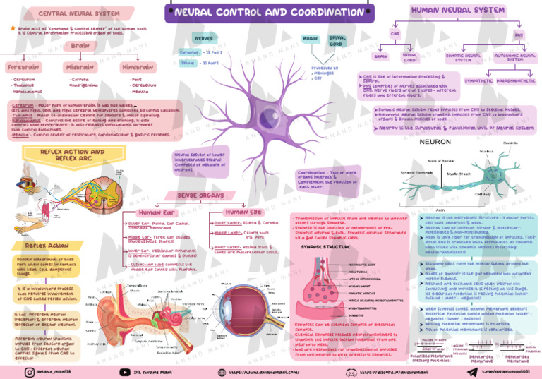 A21 Neural Control and Coordination | PDF | Synapse | Nervous System