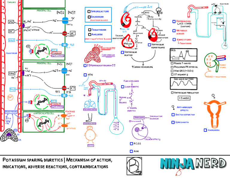 Cardiovascular Pharmacology) 11 Potassium Sparring Diuretics - Key ...