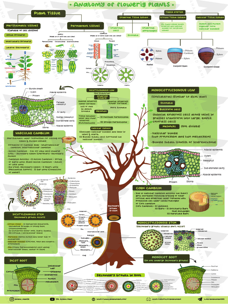 Dicot and Monocot Plant Anatomy Overview | PDF | Plant Stem | Leaf