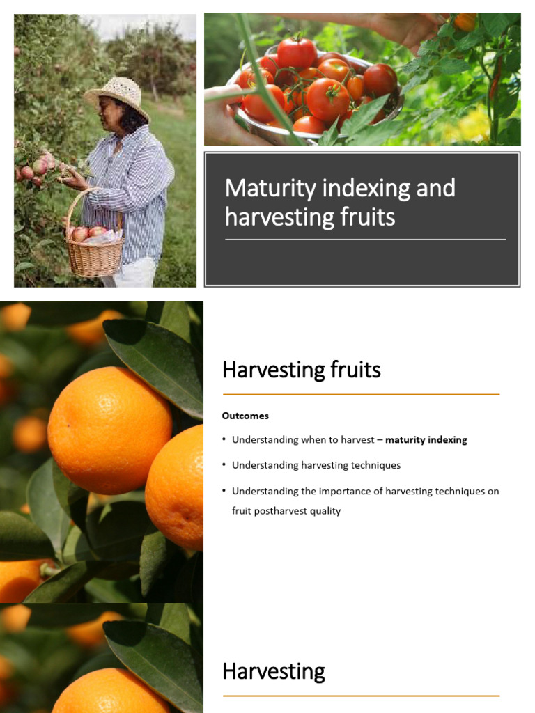 Maturity Indexing and Harvesting Fruits | PDF | Fruit | Citrus