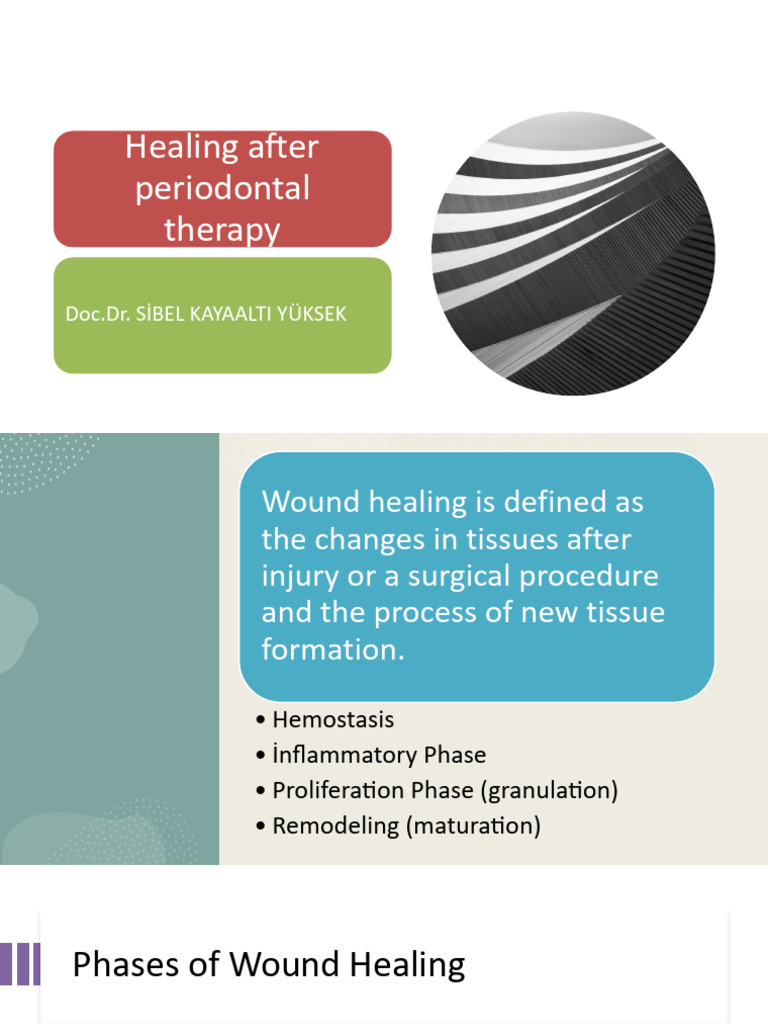 Post-Therapy Periodontal Healing Process | PDF | Healing | Wound Healing