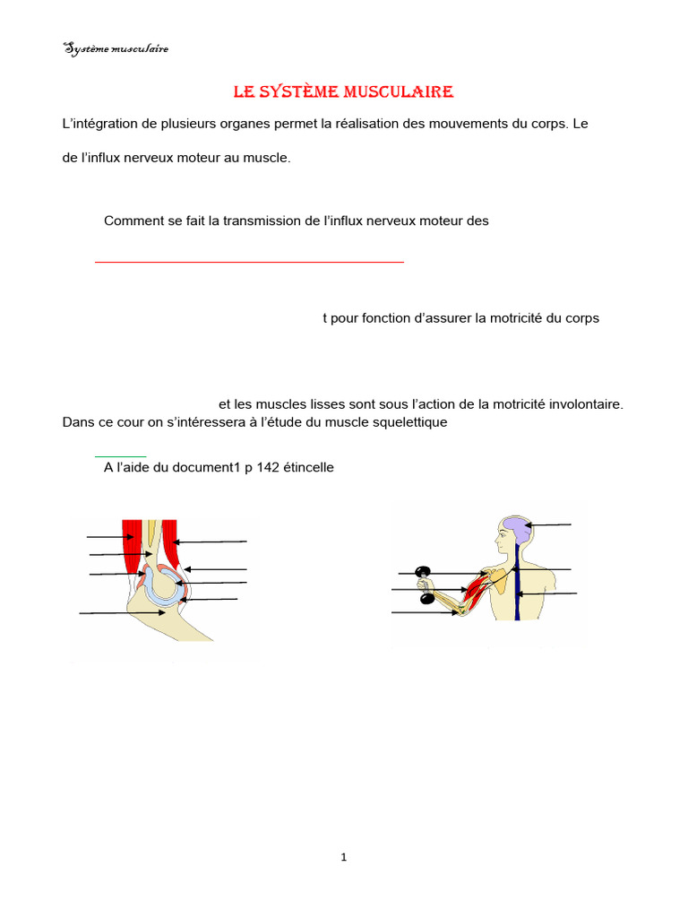 Comprendre le système musculaire humain | PDF | Muscle | Muscle ...