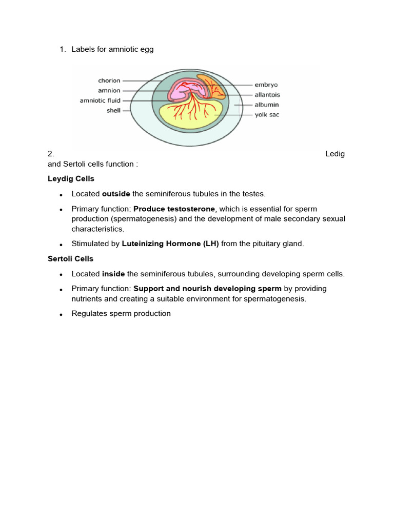 Labels For Amniotic Egg - Leydig and Sertoli Cells | PDF