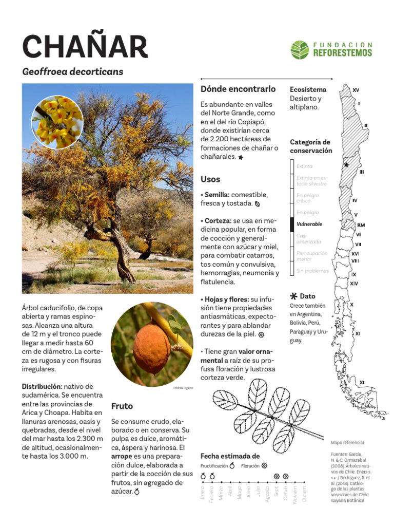 Usos y características del chañar | PDF | Plantas | Botánica