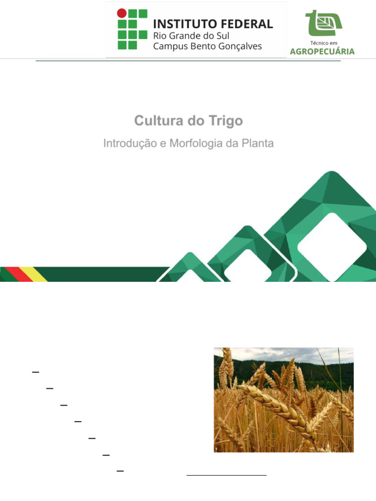 Morfologia da Planta de Trigo | PDF | Trigo | Raiz