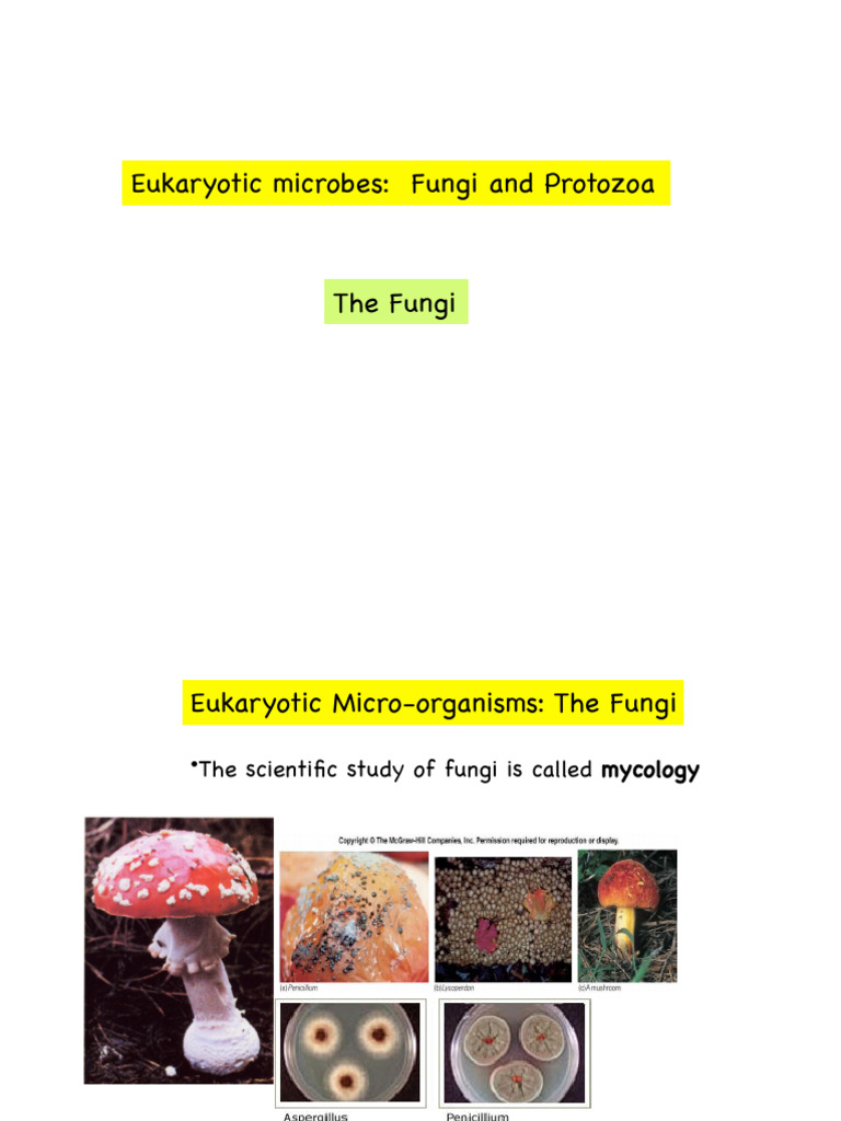 Eukaryotic Microbes: Fungi & Protozoa Overview | PDF | Fungus | Protozoa