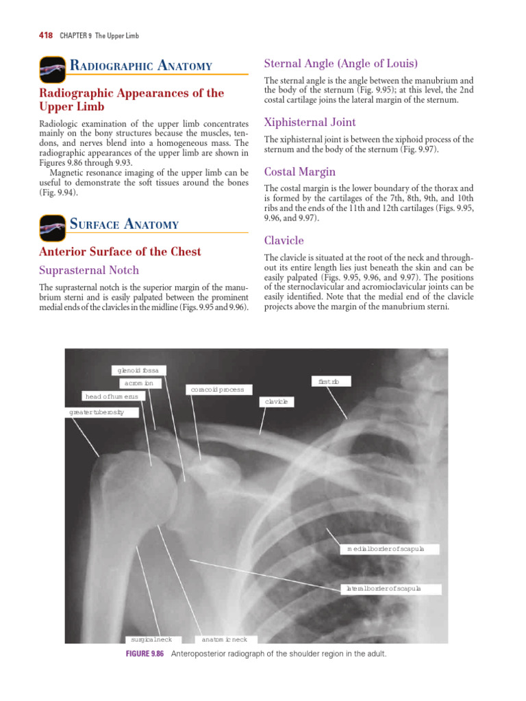Upper Limb Radiographic Anatomy | PDF | Hand | Thumb