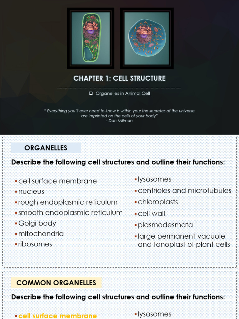 Overview of Cell Organelles and Functions | PDF | Cell (Biology) | Lysosome