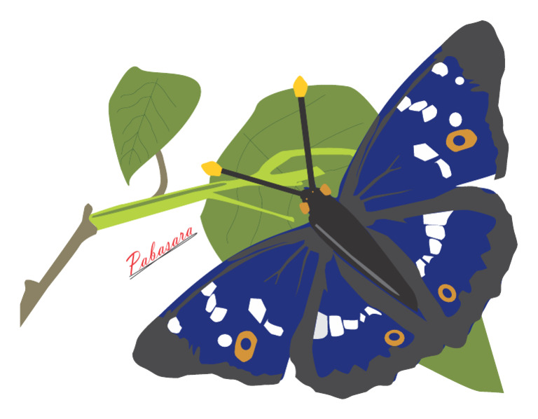 Butterfly | PDF