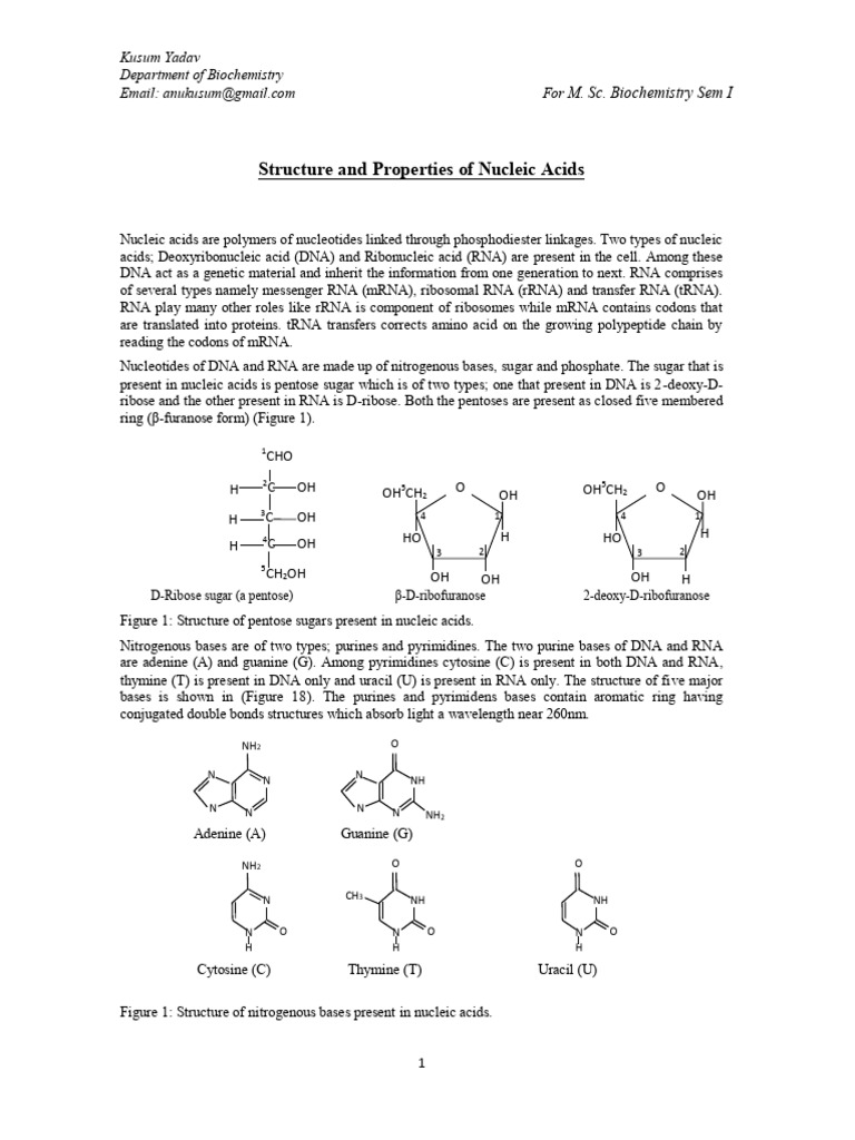 Nucleic Acids: Structure & Properties | PDF | Nucleotides | Rna