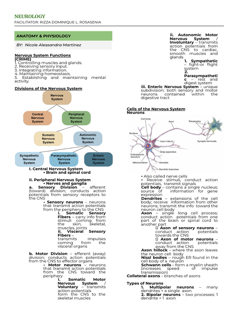 Understanding Multipolar Neurons | PDF | Neuron | Axon