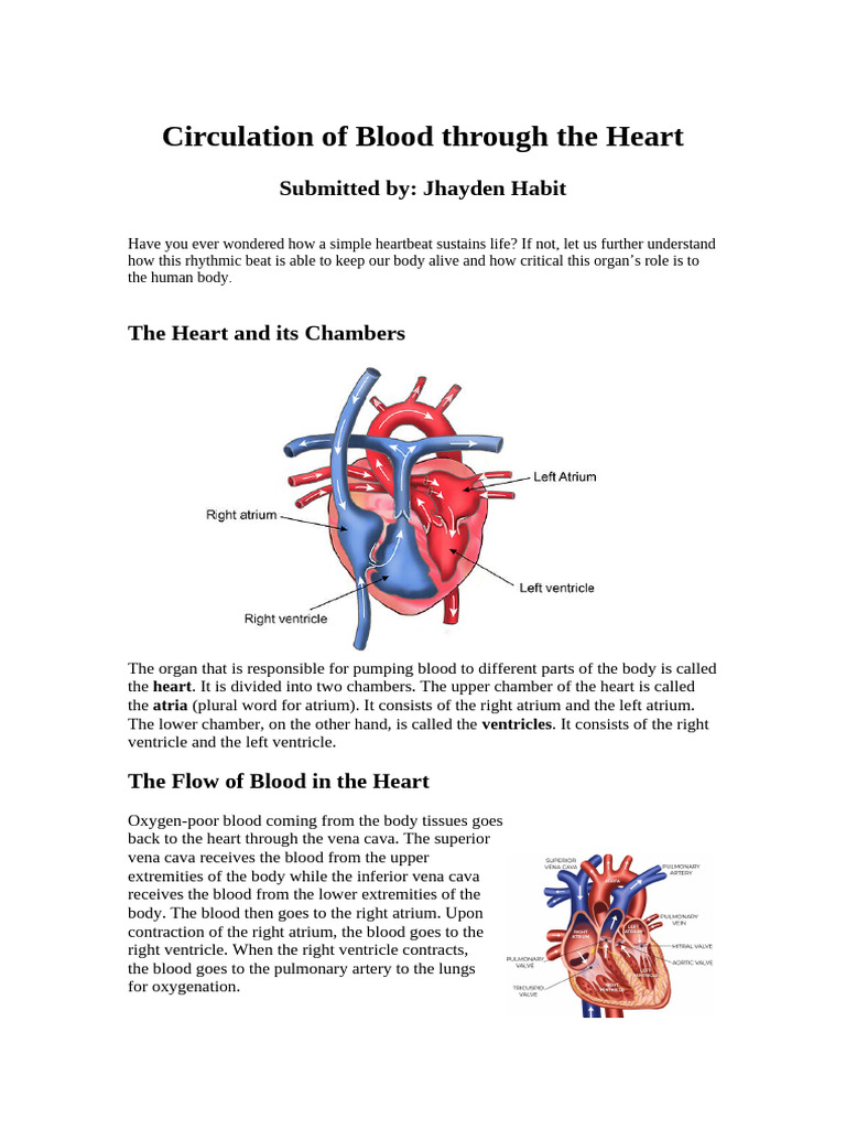 Circulation of Blood Through The Heart | PDF