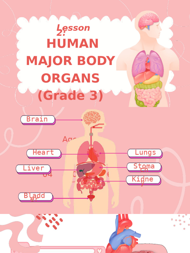 Major Organs of the Human Body | PDF | Animal Anatomy | Human Anatomy