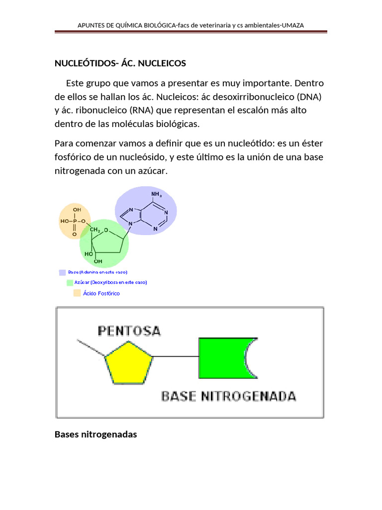 Nucleótidos y Ácidos Nucleicos en Biología | PDF | Rna | Adn