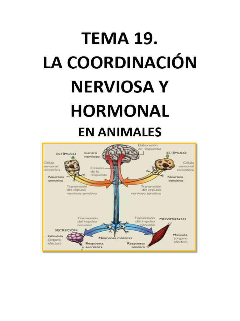 Coordinación Nerviosa y Hormonal en Animales | PDF | Sinapsis | Sistema ...