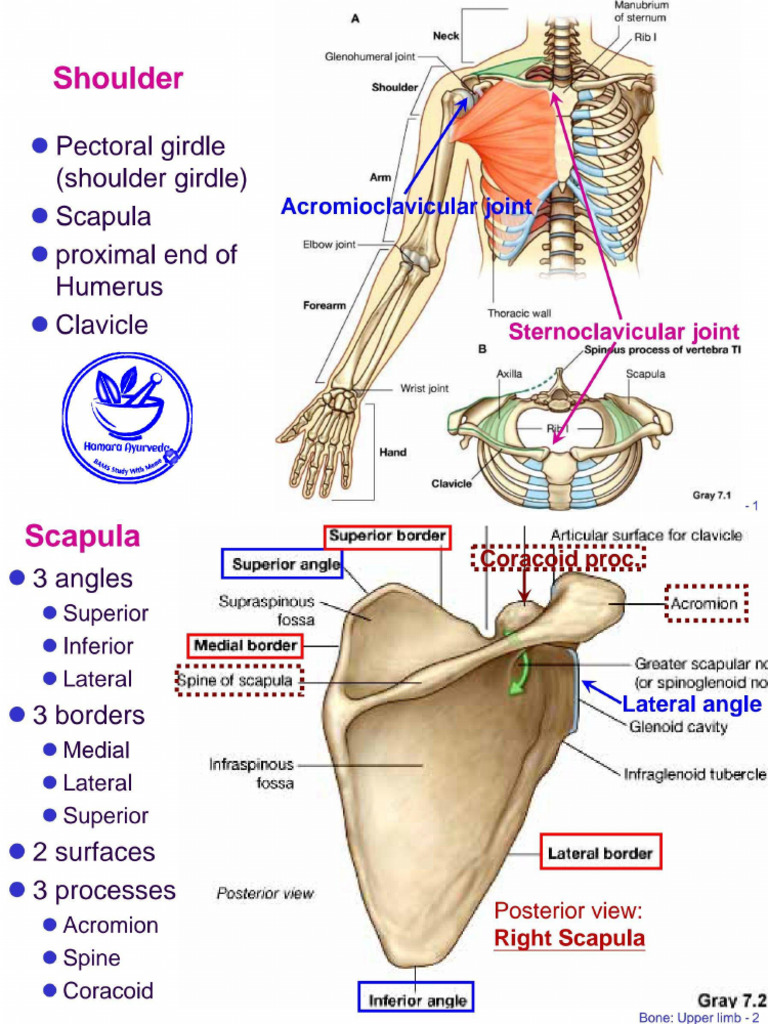 Bone - Limb - Upper Anatomy Notes BONE With Diagrams (HA) | PDF