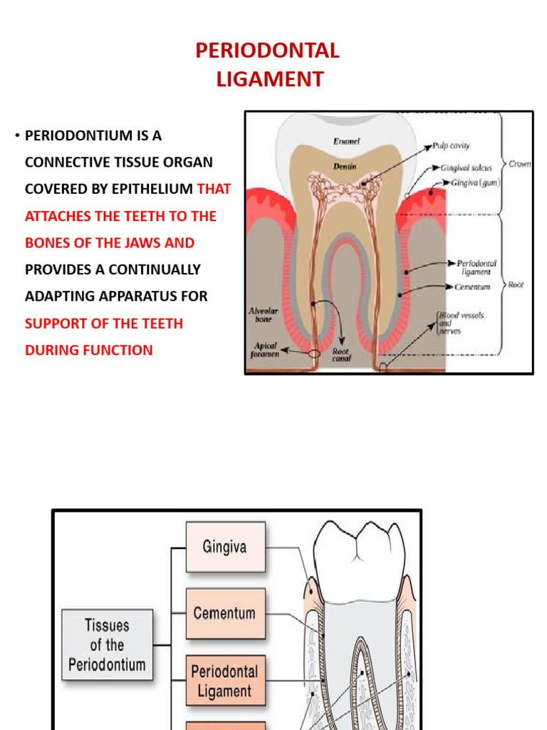 Periodontal Ligament Overview and Functions | PDF | Dental Anatomy ...
