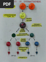 Ninja Nerd Spacial Embryology Notes | PDF