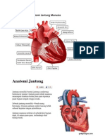 Anatomi Jantung