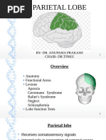 Parietal Lobe Function Assessment Guide | PDF | Parietal Lobe ...