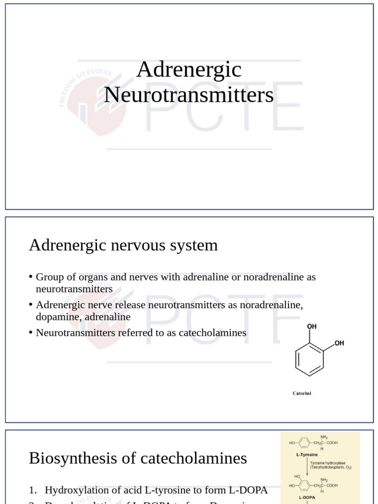 Adrenergic Neurotransmitters Overview | PDF | Norepinephrine ...