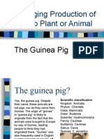 Changing Production of A Crop Plant or Animal - The Guinea Pig