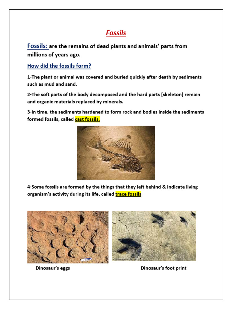 Understanding Fossils and Their Formation | PDF