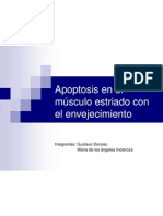 Apoptosis en El Músculo Estriado Con El Envejecimiento