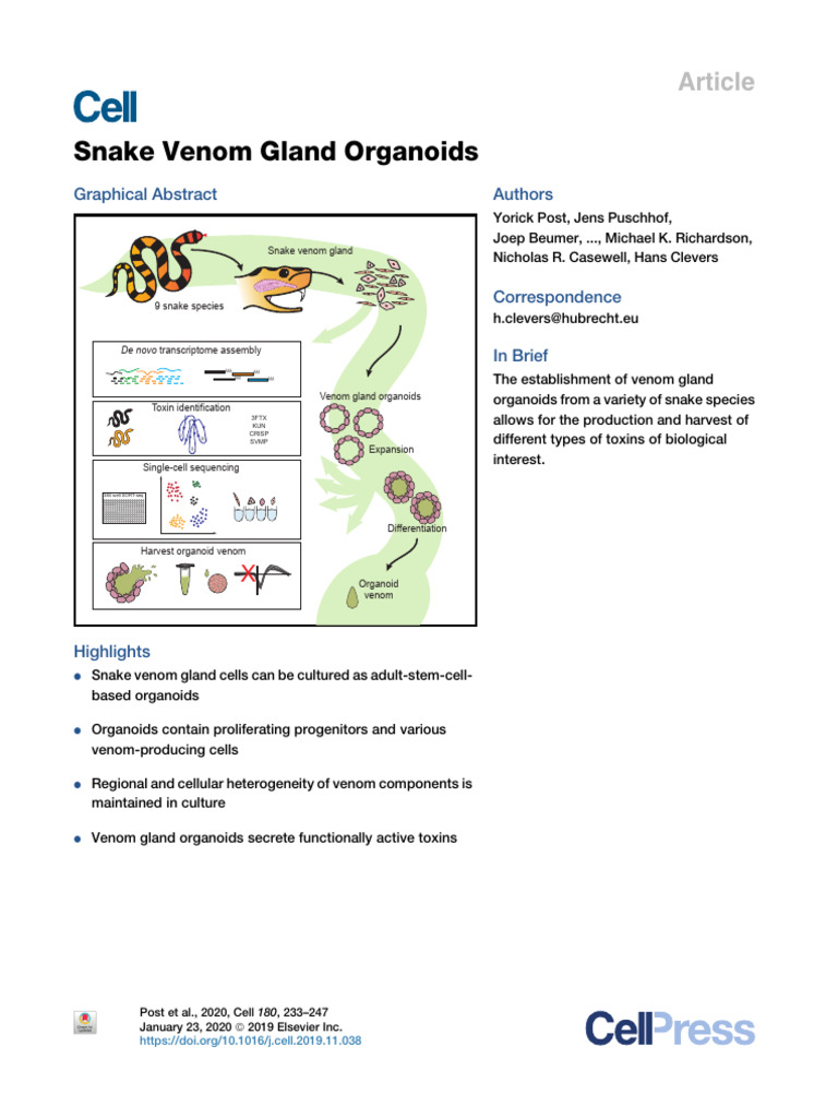 Snake Venom Gland Organoid Development | PDF