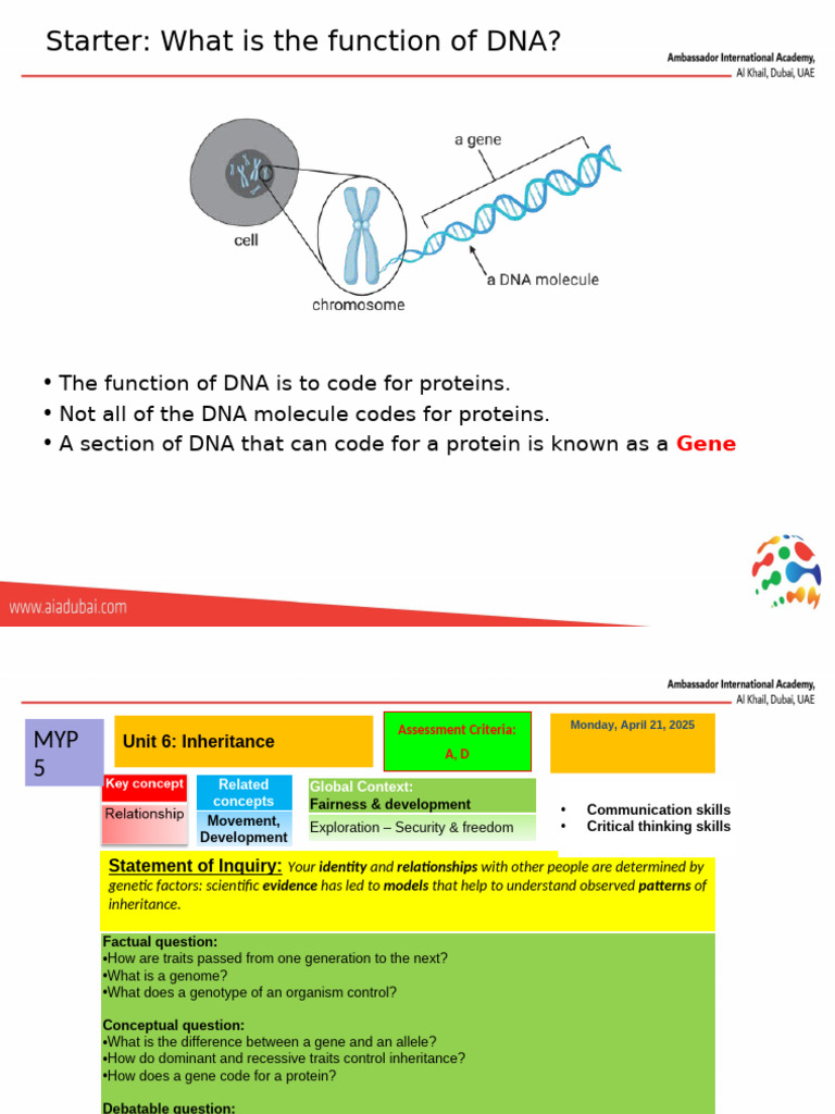 7. Protein Synthesis (1) | PDF | Gene | Messenger Rna