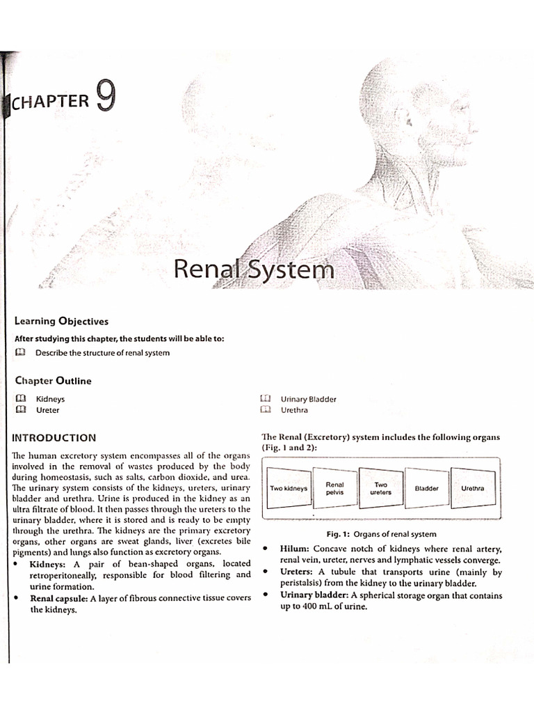 Renal System | PDF